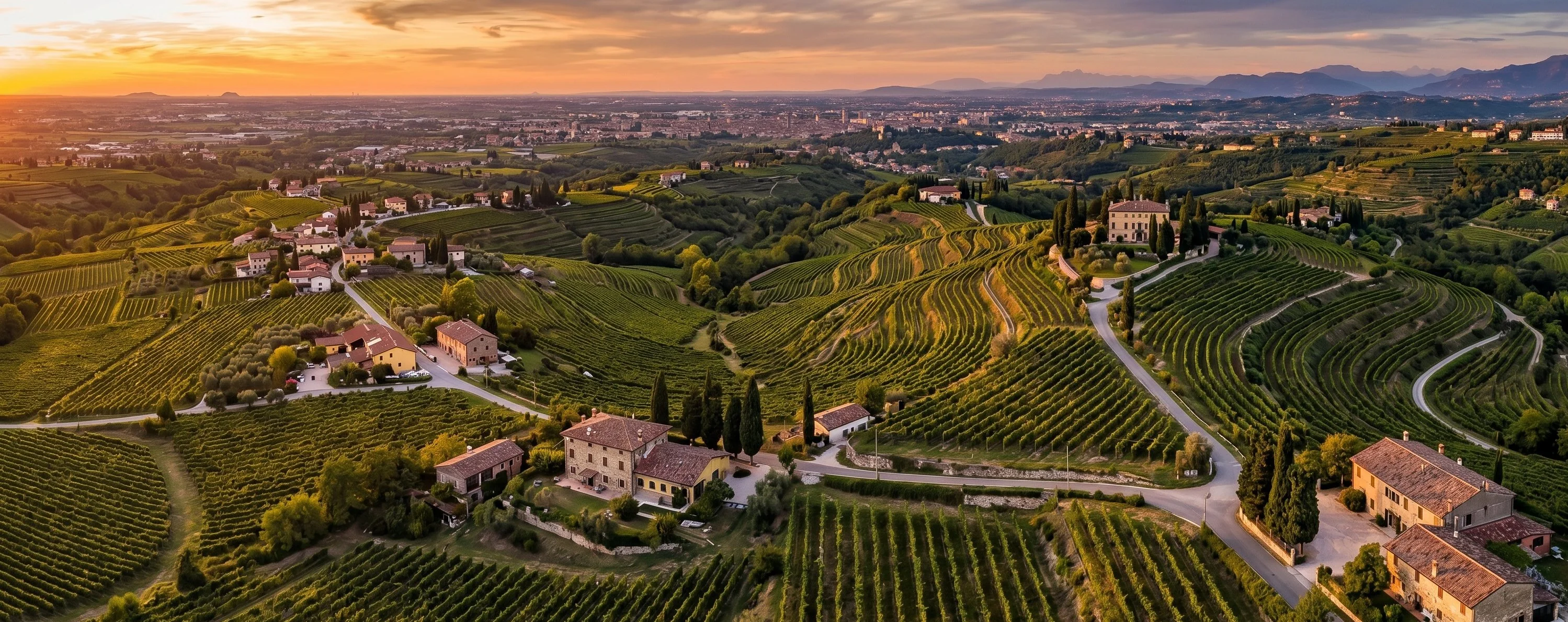 Terraced Valpolicella vineyards at golden sunset, Veneto Italy