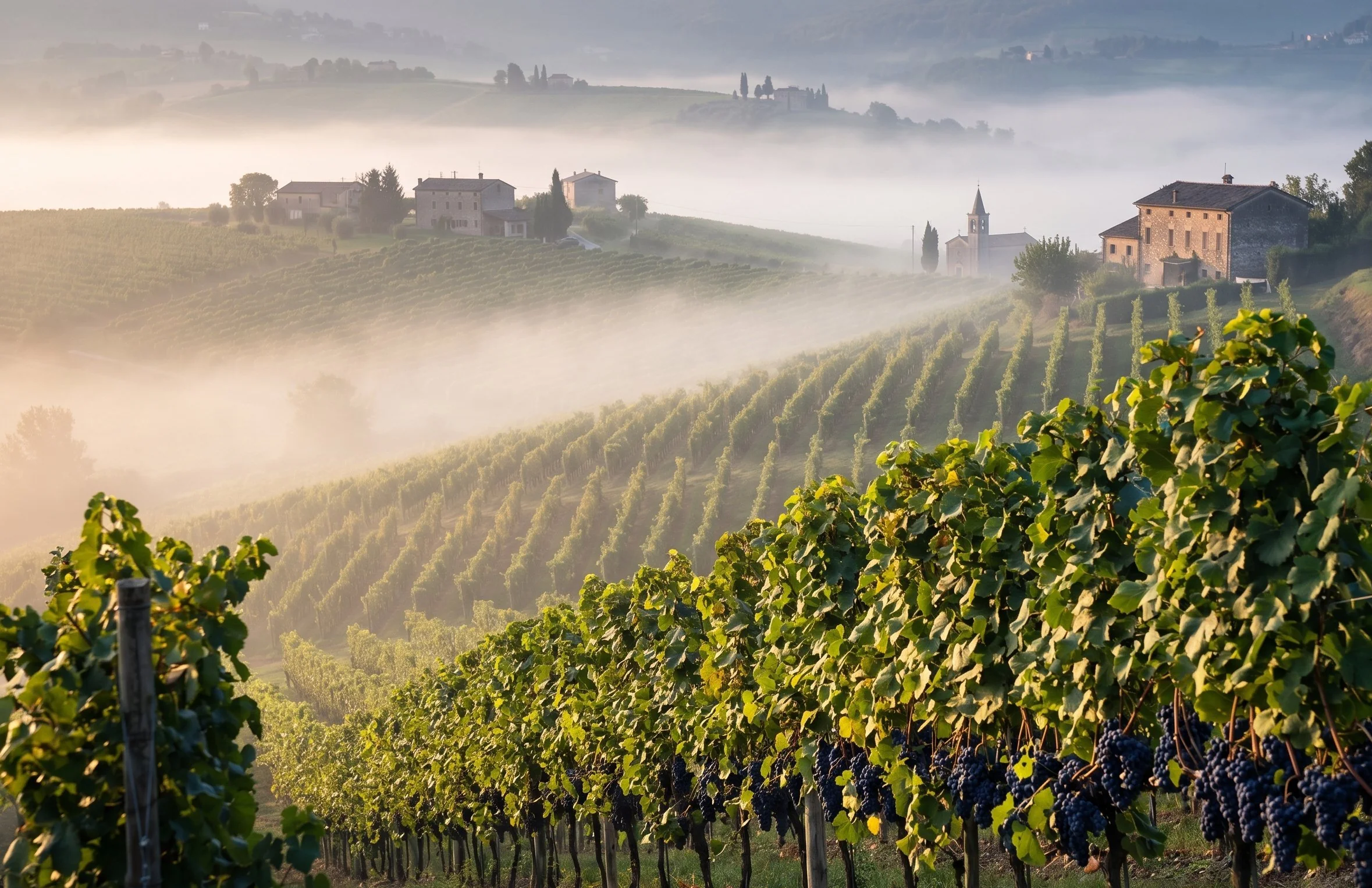 Morning mist over Valpolicella Classico vineyards, Corvina vines in foreground